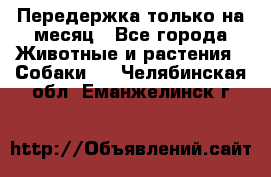 Передержка только на месяц - Все города Животные и растения » Собаки   . Челябинская обл.,Еманжелинск г.